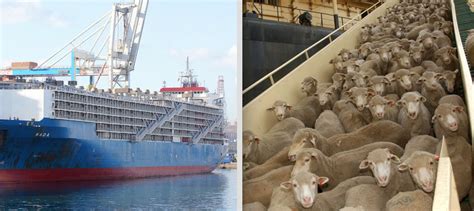 are live animals shipped to china for processing